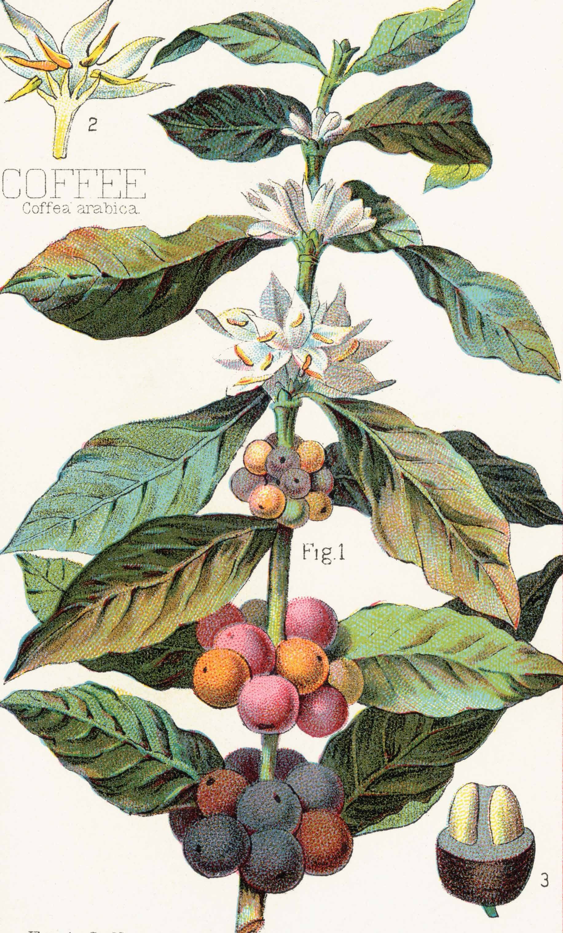Card - Coffee Botanical - original view