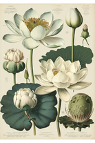 Card - White Florals - Nuovo F77 hero