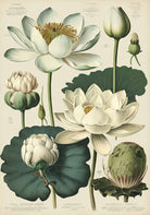Card - White Florals - Nuovo F77 original