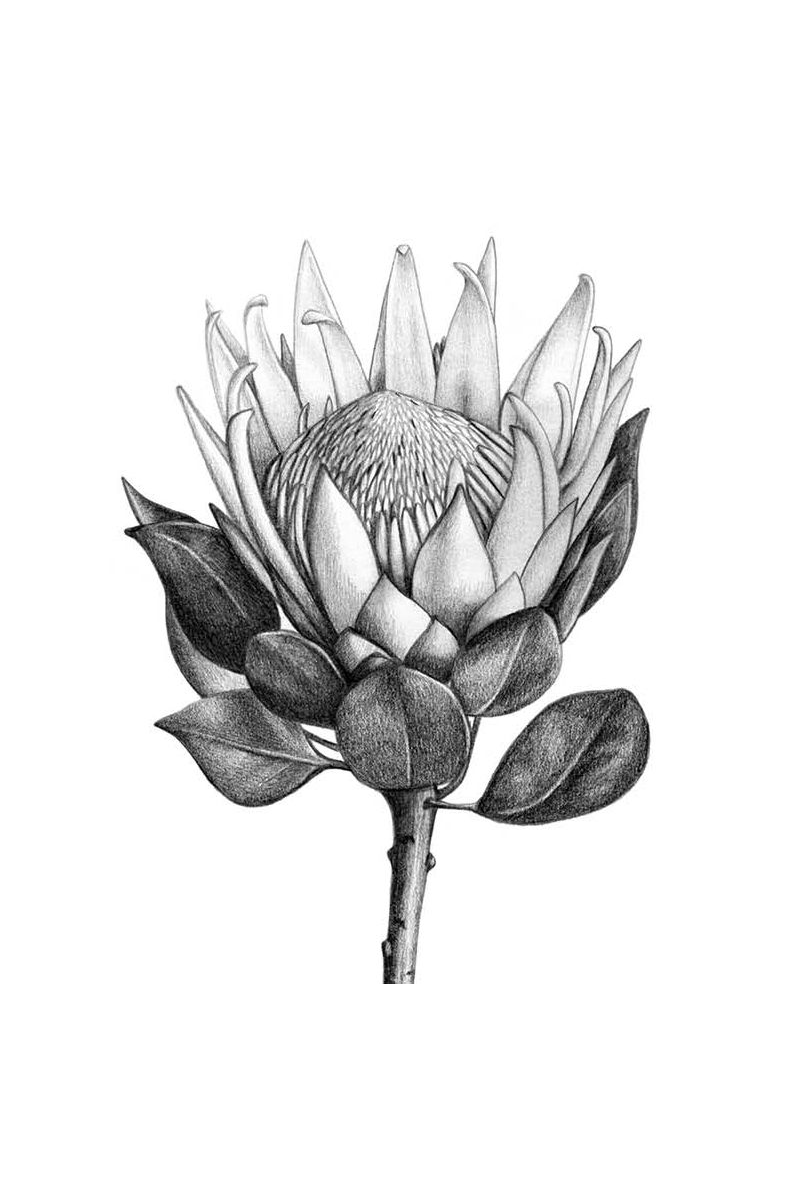 Card - King Protea Black & White - complete artwork