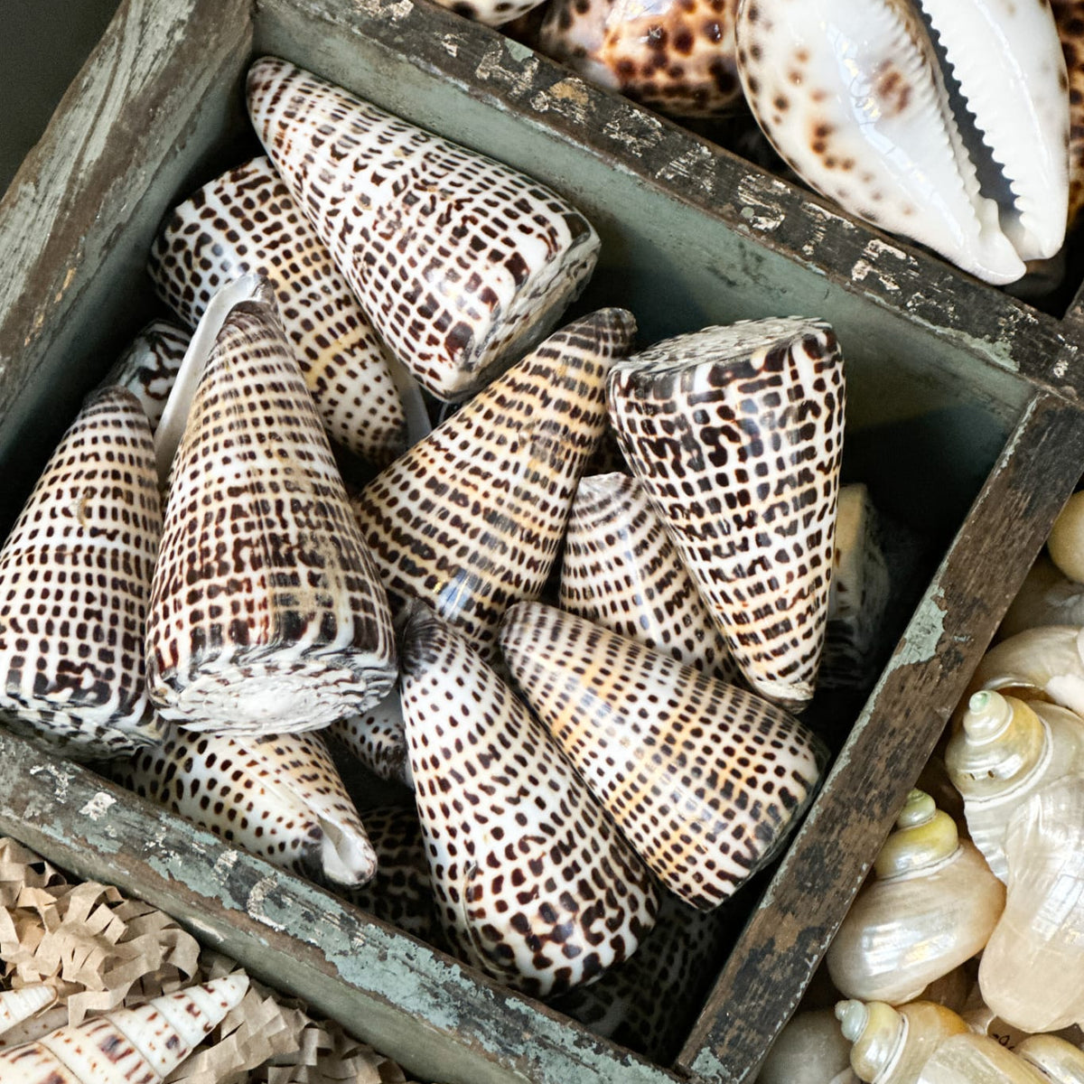 Spotty Cone Shells – Magpie Style