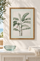 Striped Banana Palm Study in a coastal interior