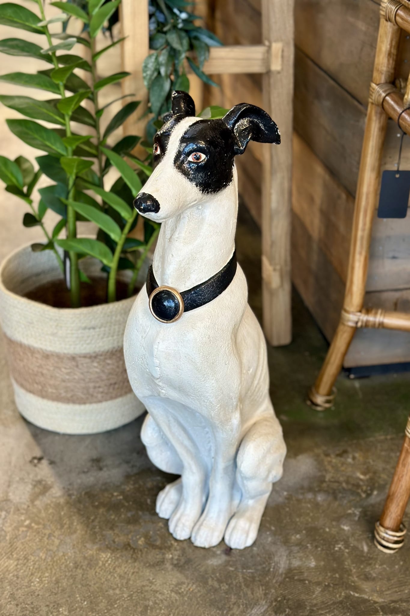 Large Black and White Greyhound - Magpie Style